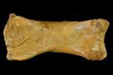 Fossil Theropod Phalange (Toe Bone) - Morocco #144819-1